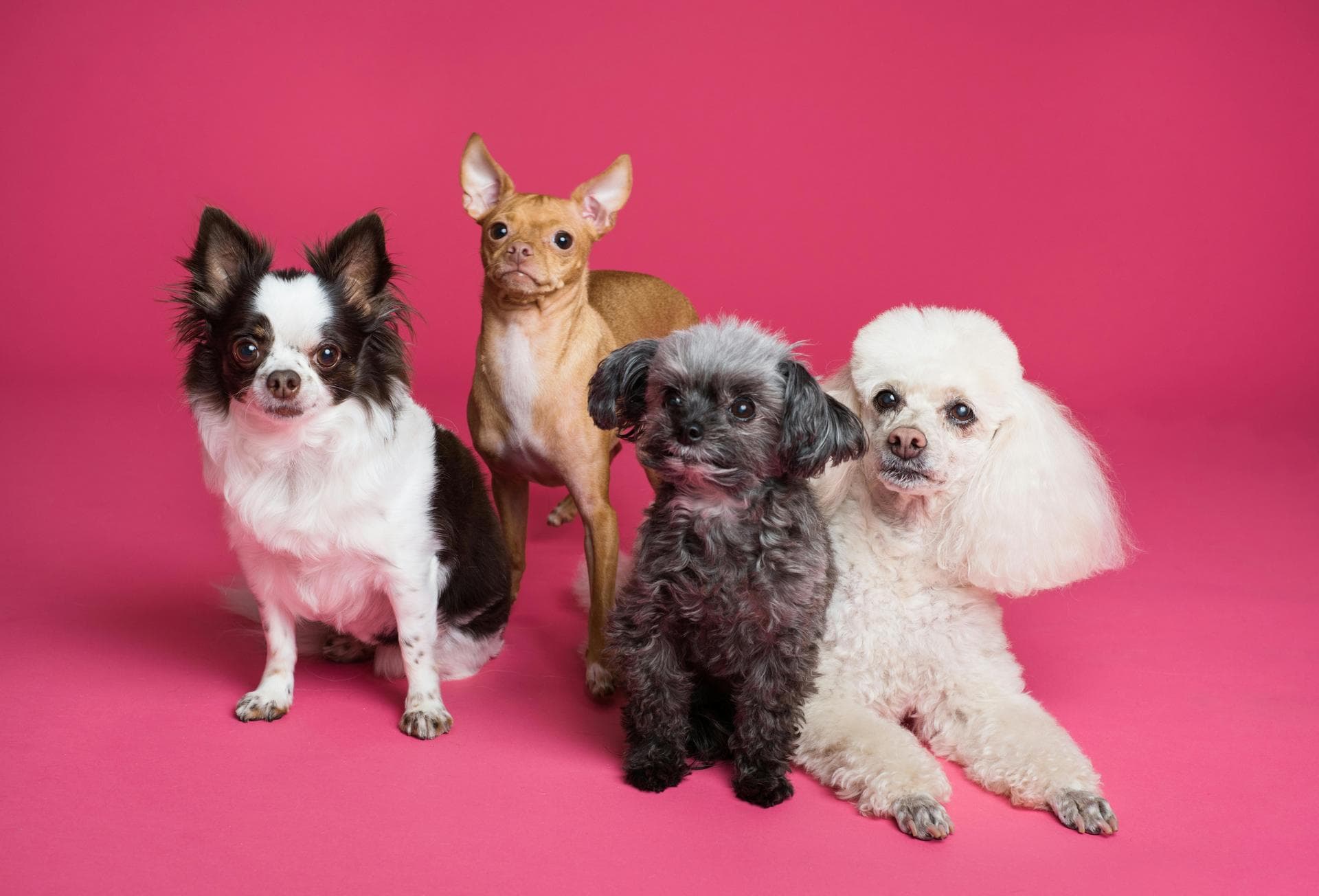 Four dogs on pink background