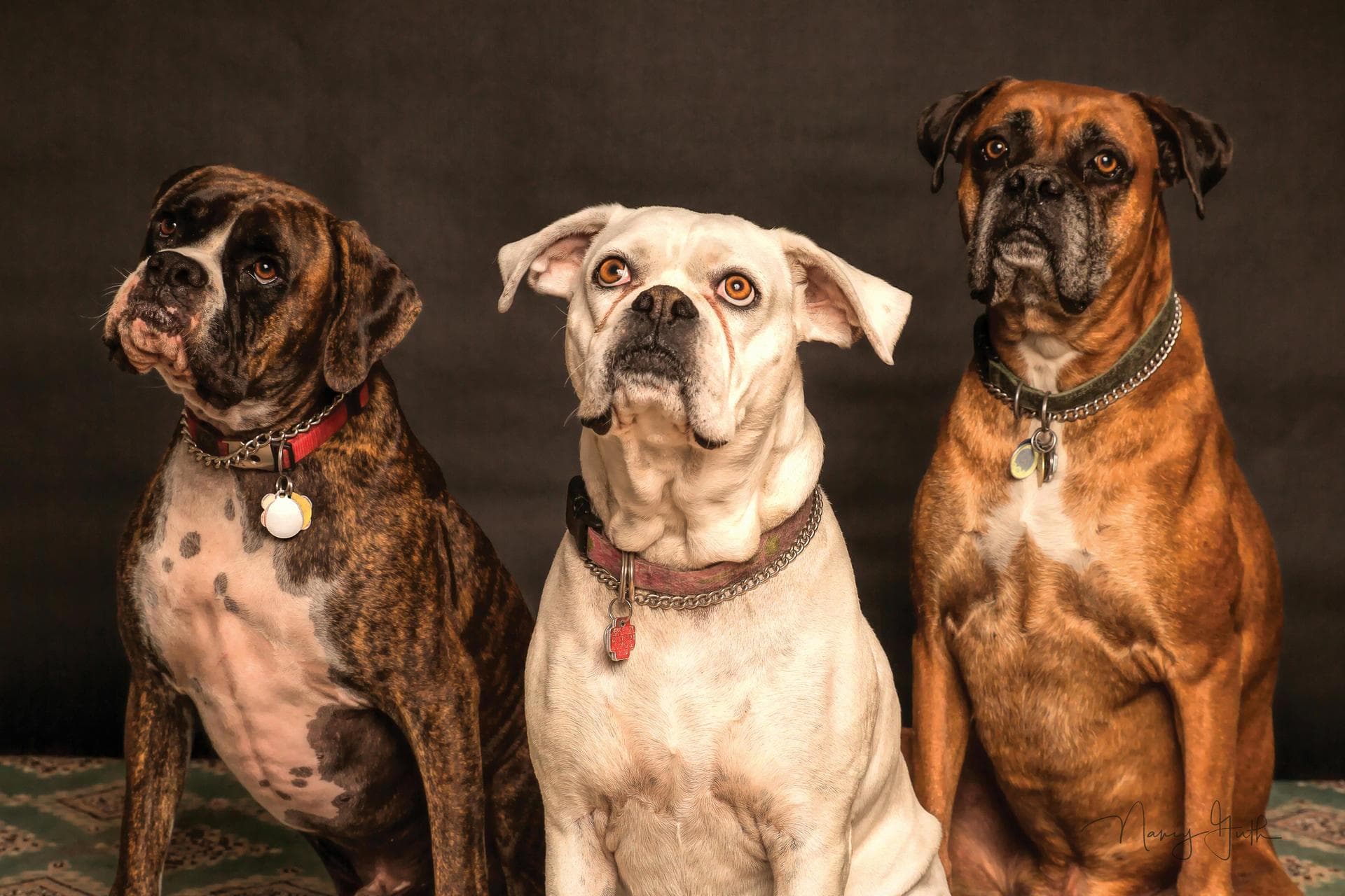 Dog & Cat Vets in Norman